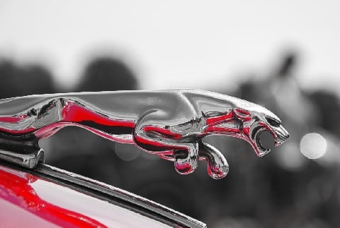 jaguar jaguar